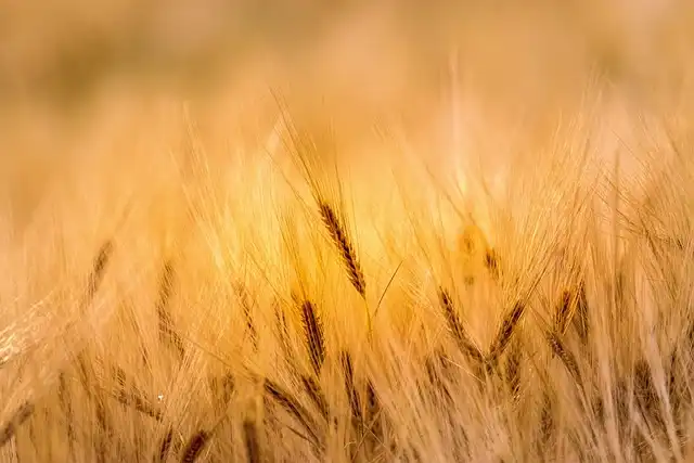 Regenerative Agriculture: Yeo Valley’s Sustainable Farming Revolution