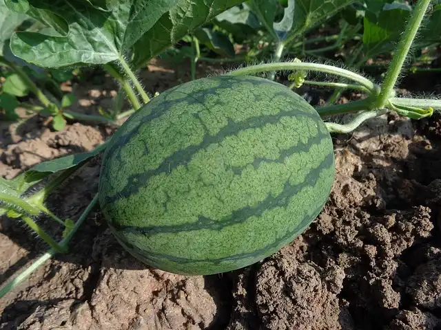 Regenerative Farming: Soil Health and Carbon Sequestration