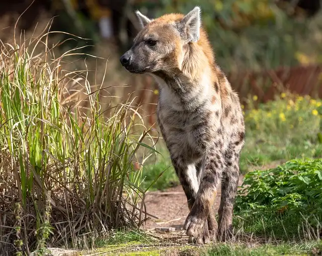 Wildlife Photographer of the Year: Hyena’s Haunting Image Wins