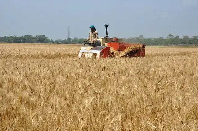 Farmworkers in Central Valley: Food Insecurity & Job Loss