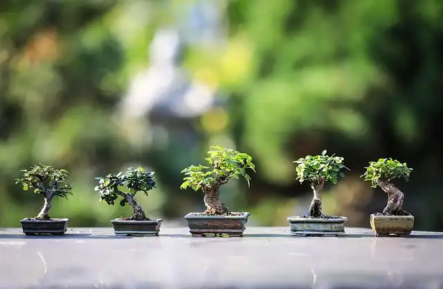 Vietnamese USA Bonsai Culture: Creating Green Sanctuaries in California