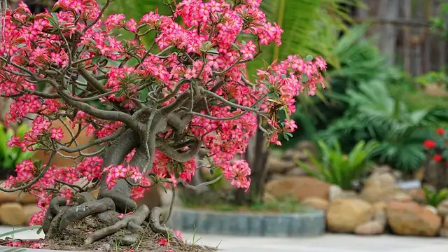 Vietnamese USA Bonsai Society: Transforming California Homes into Green Sanctuaries