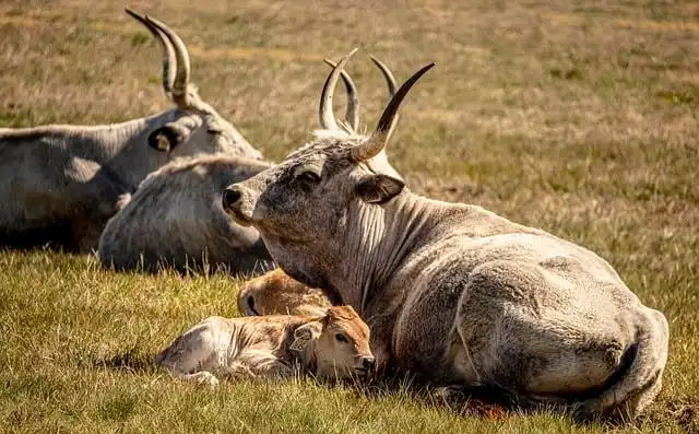 US Rangeland Grazing Rules Under Review: Favoring Ranchers Over Environment?